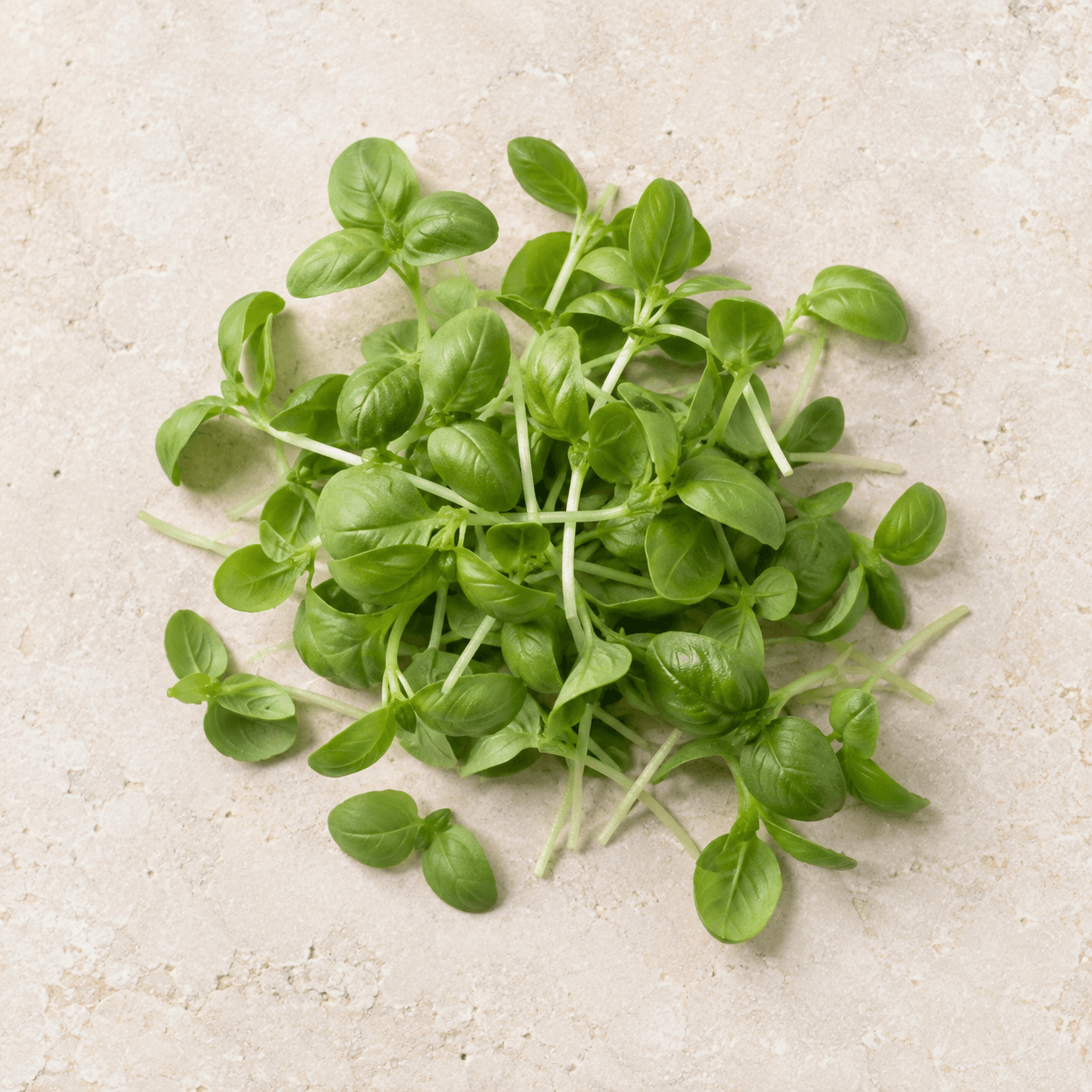Basil microgreens