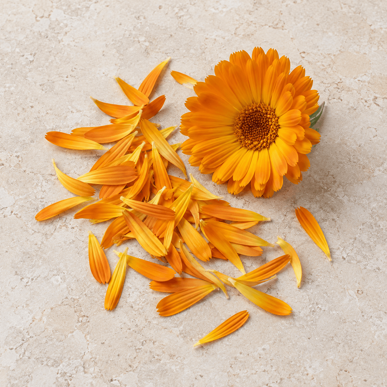 Calendula petals