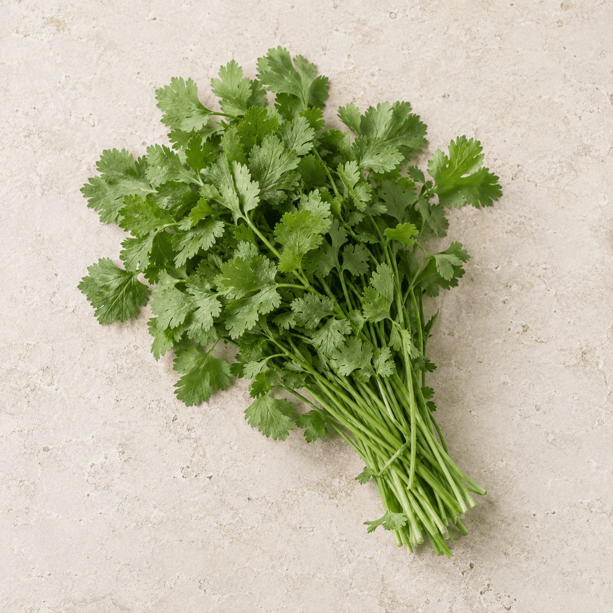 Coriander