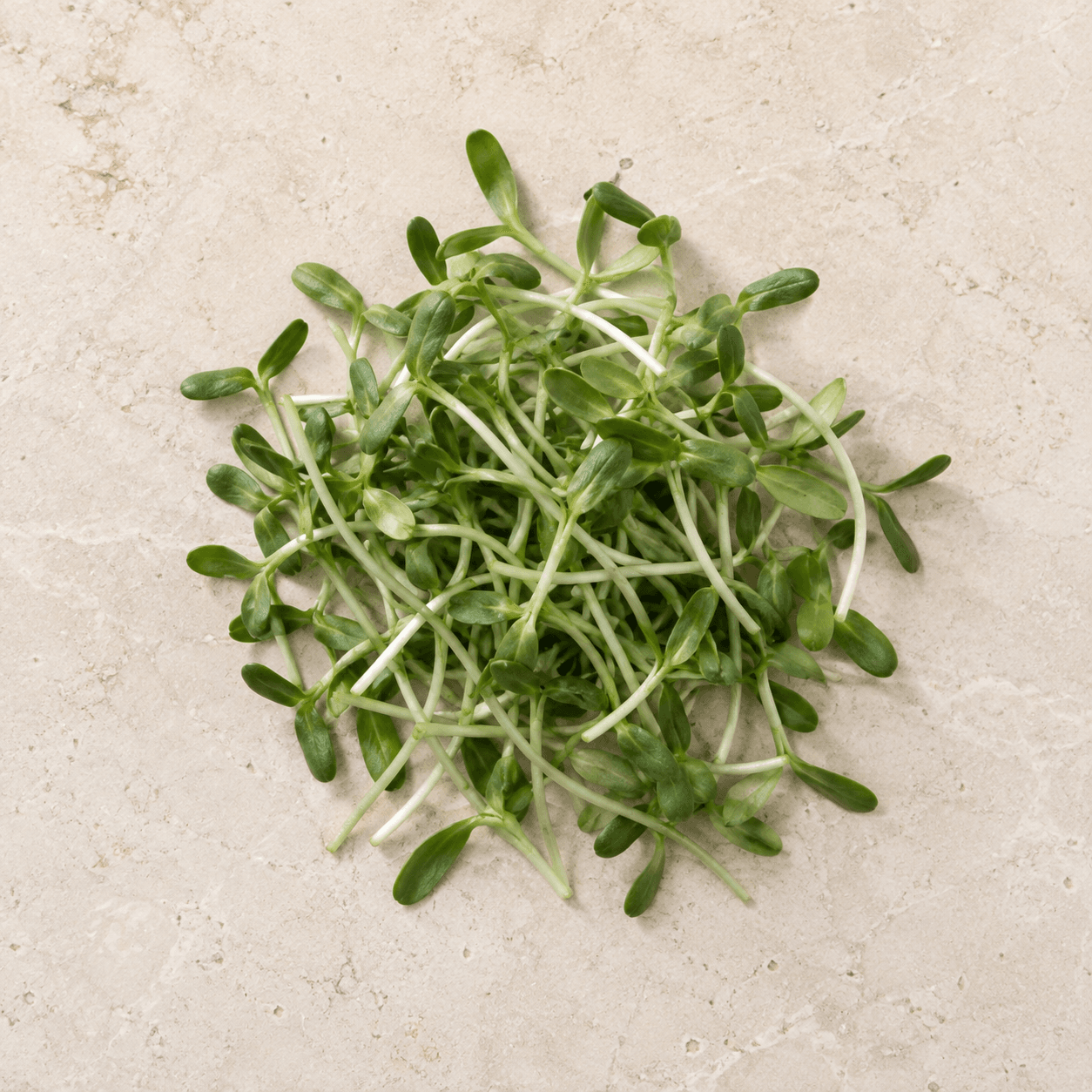 Fenugreek microgreens