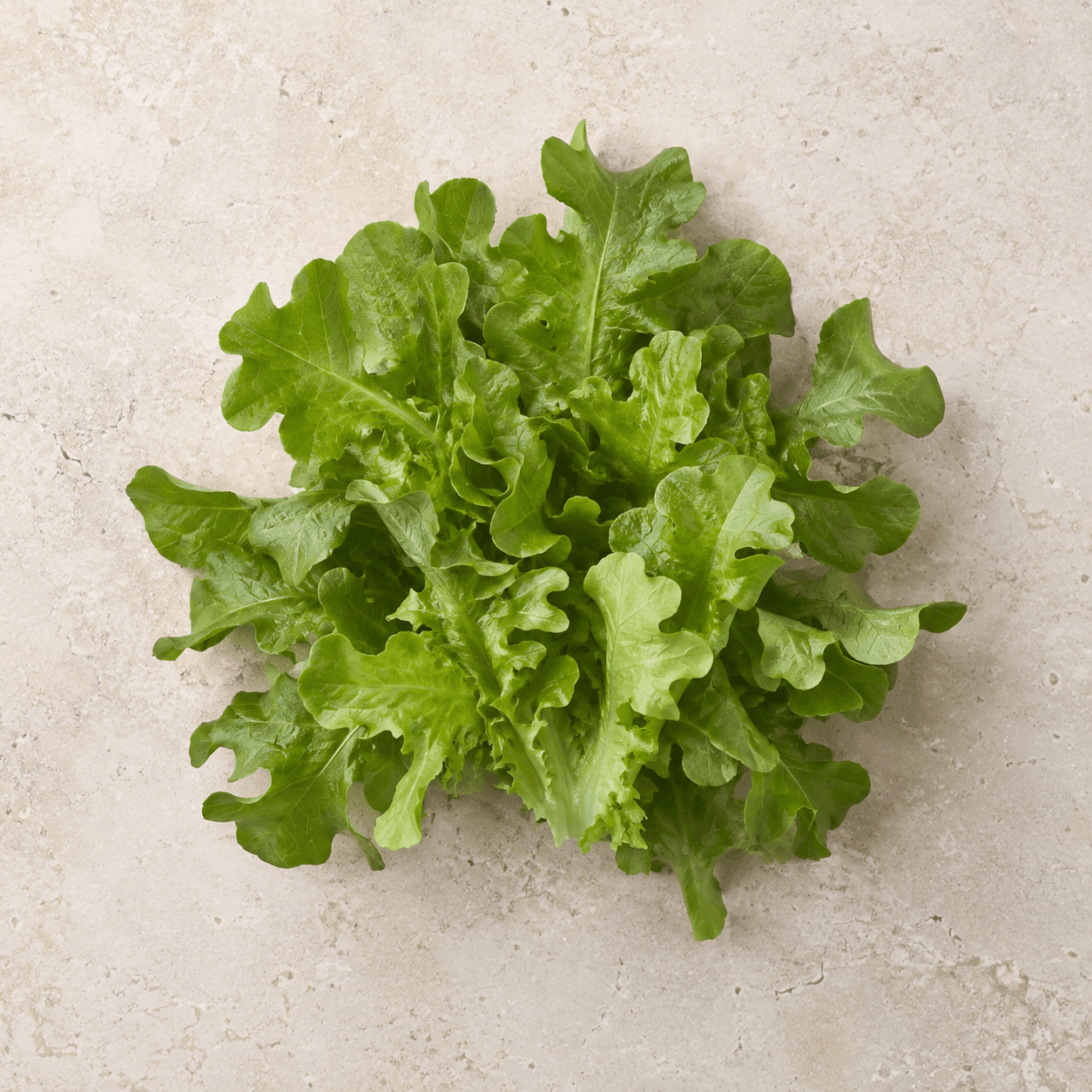 Green oakleaf lettuce