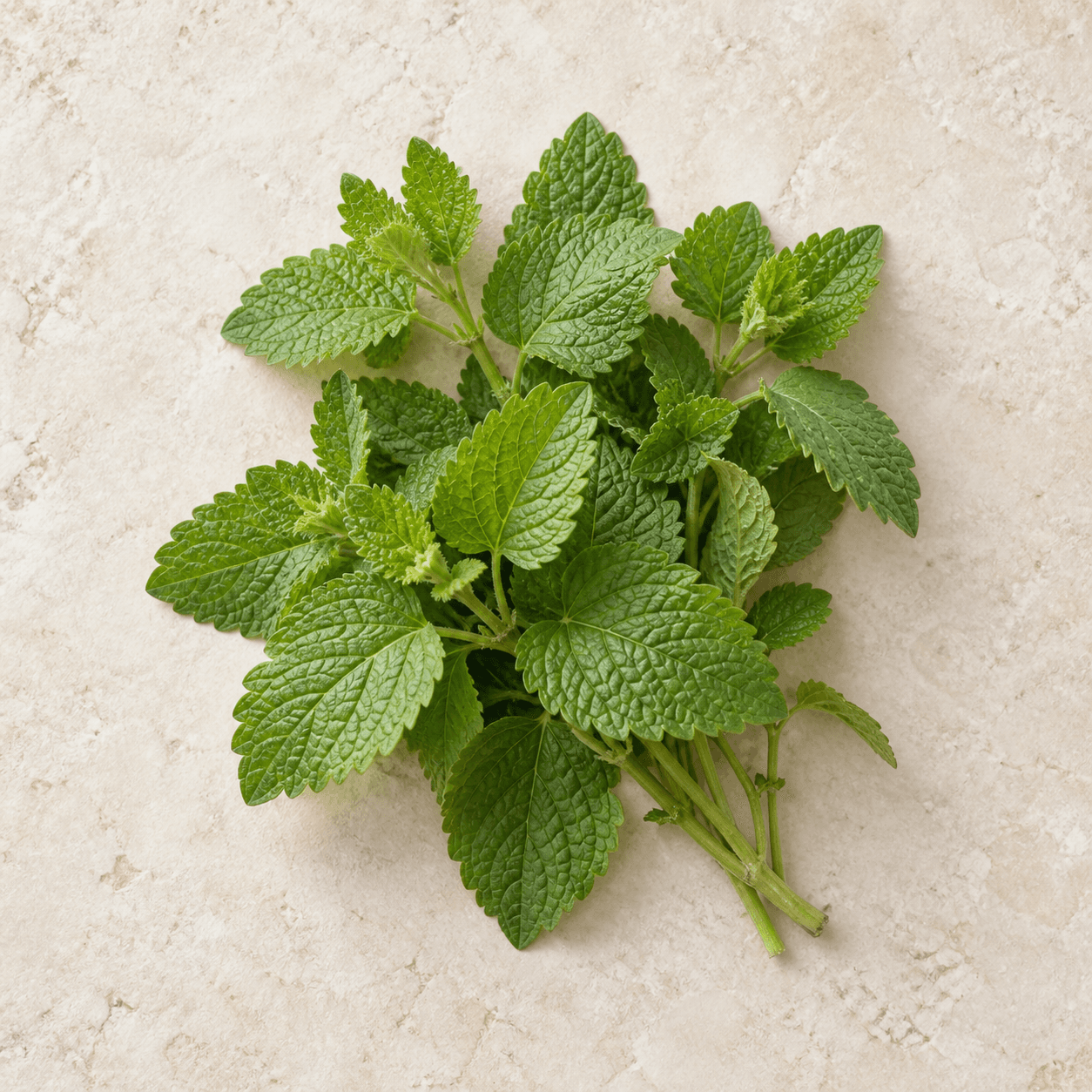 Lemon balm