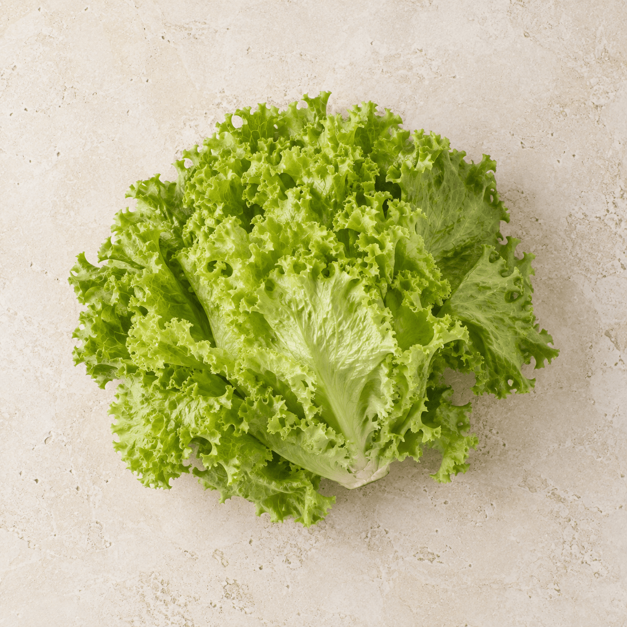 Lollo bionda lettuce