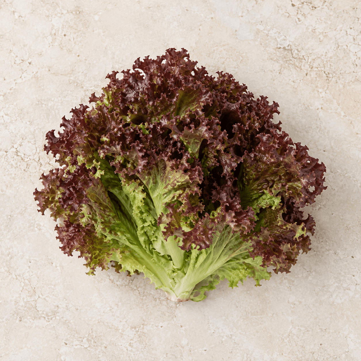 Lollo rosso lettuce