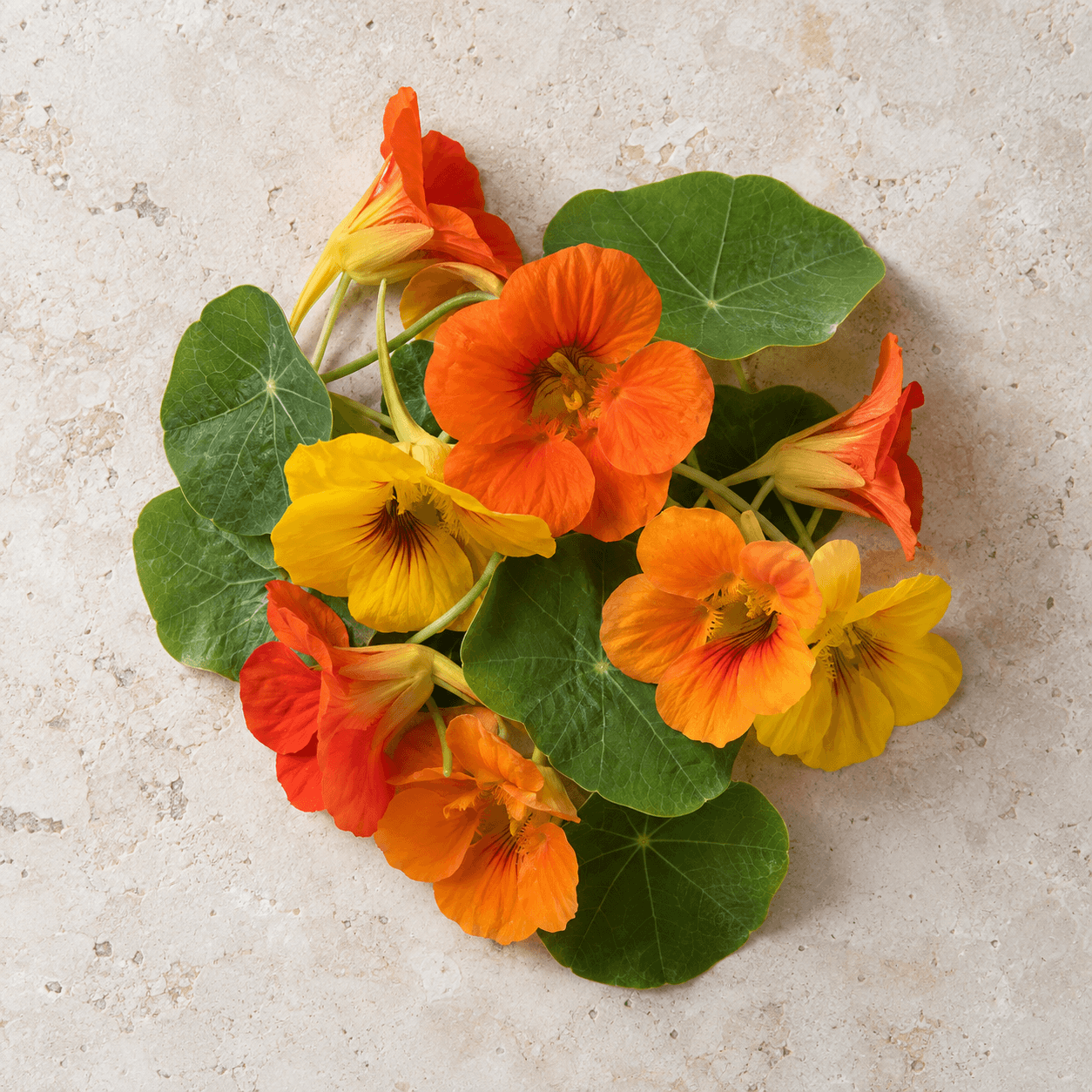 Nasturtium flowers