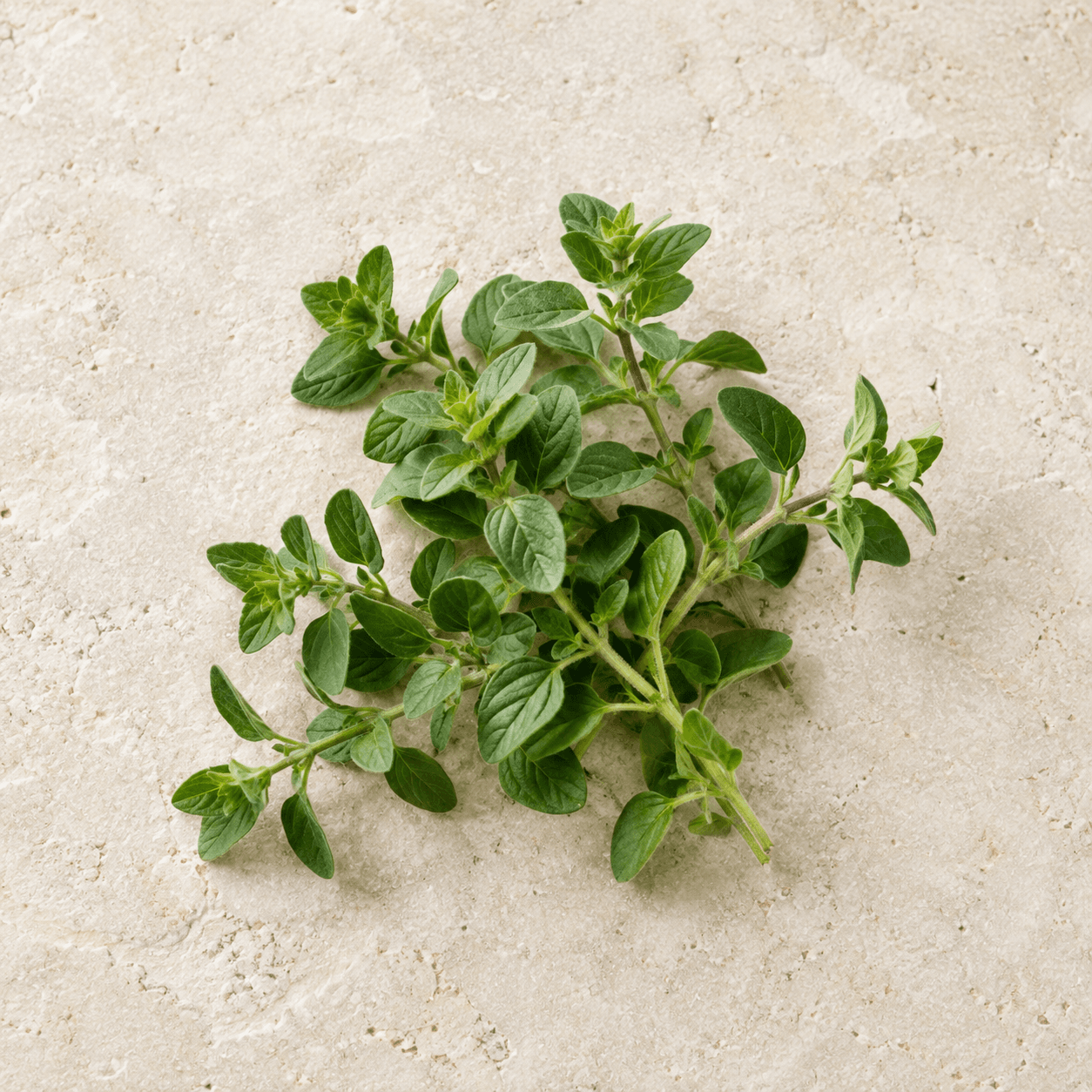 Oregano