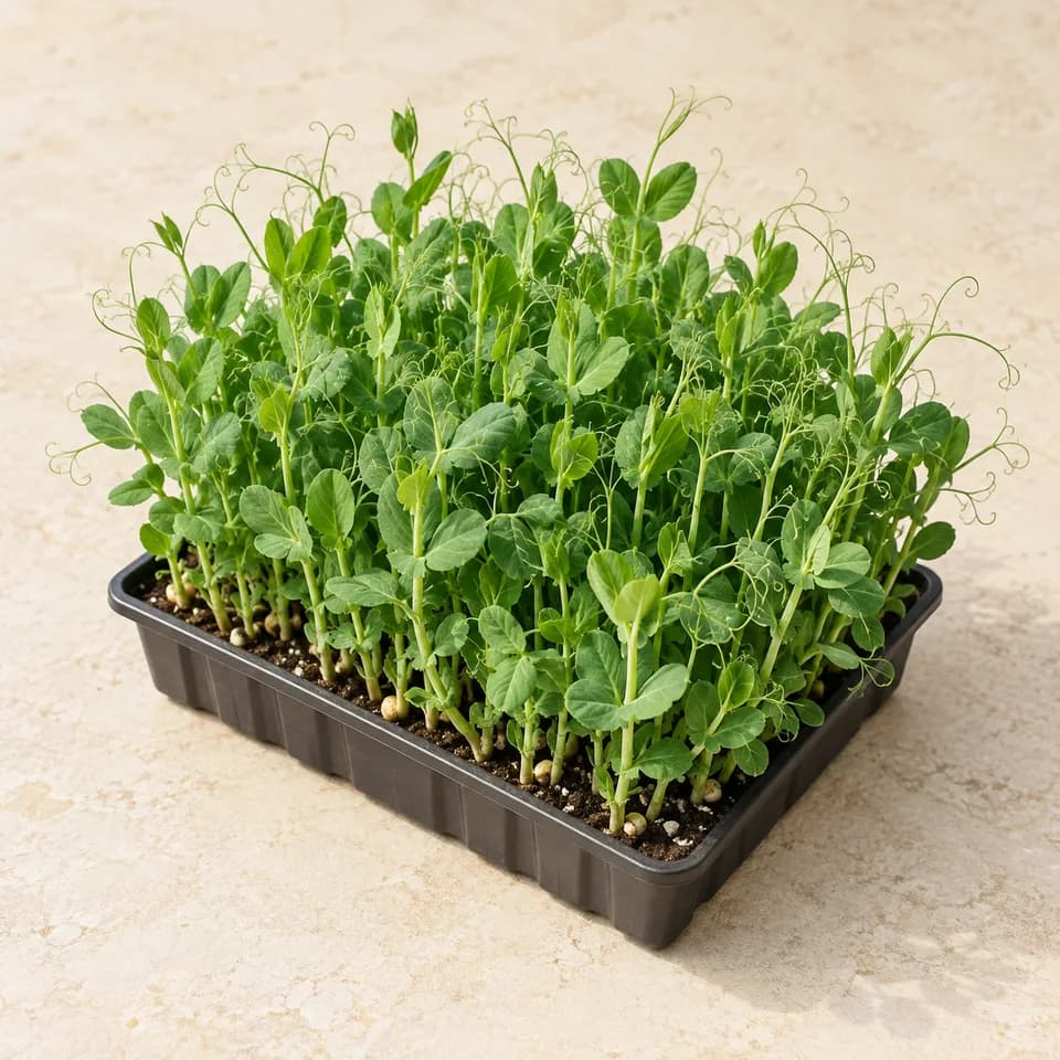 Pea microgreens · Live tray
