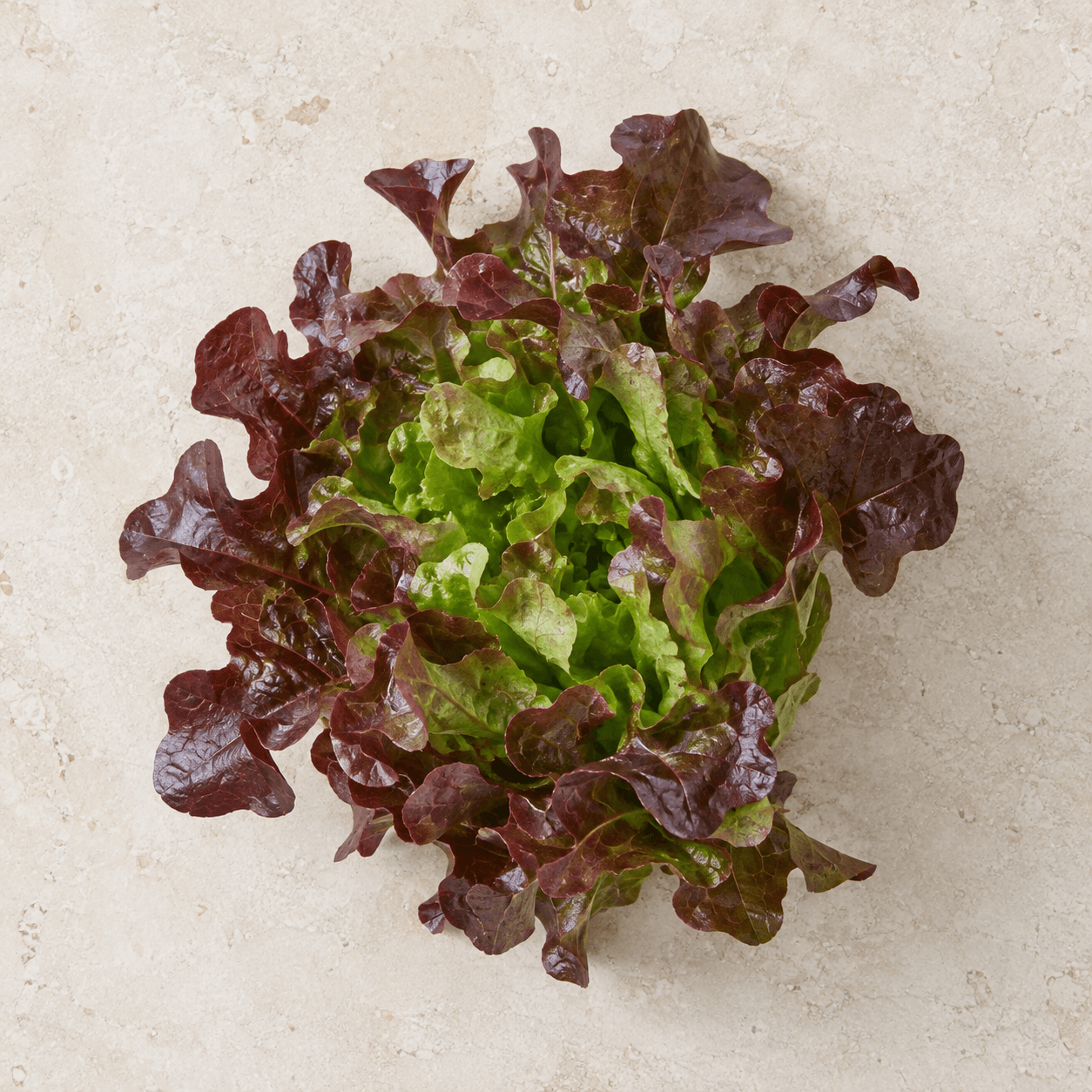 Red oakleaf lettuce