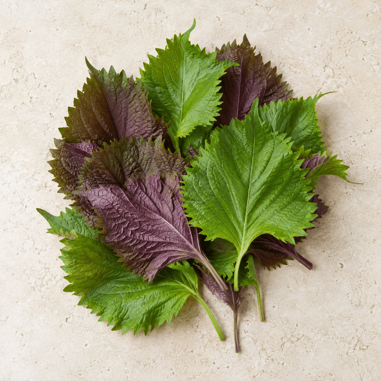 Shiso