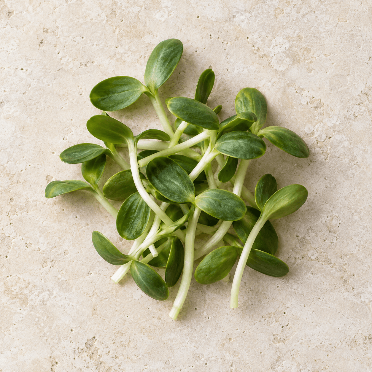 Sunflower shoots
