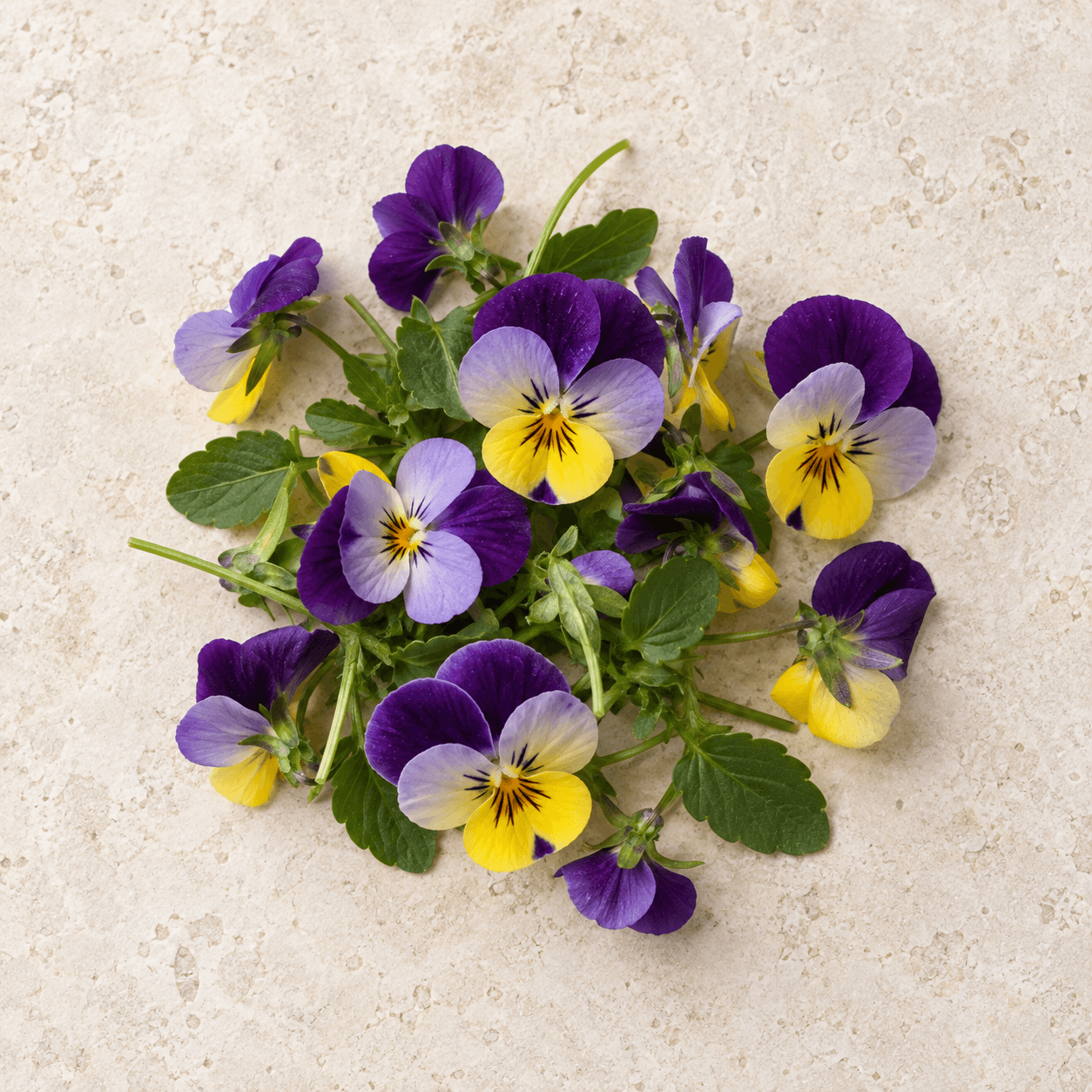 Viola flowers