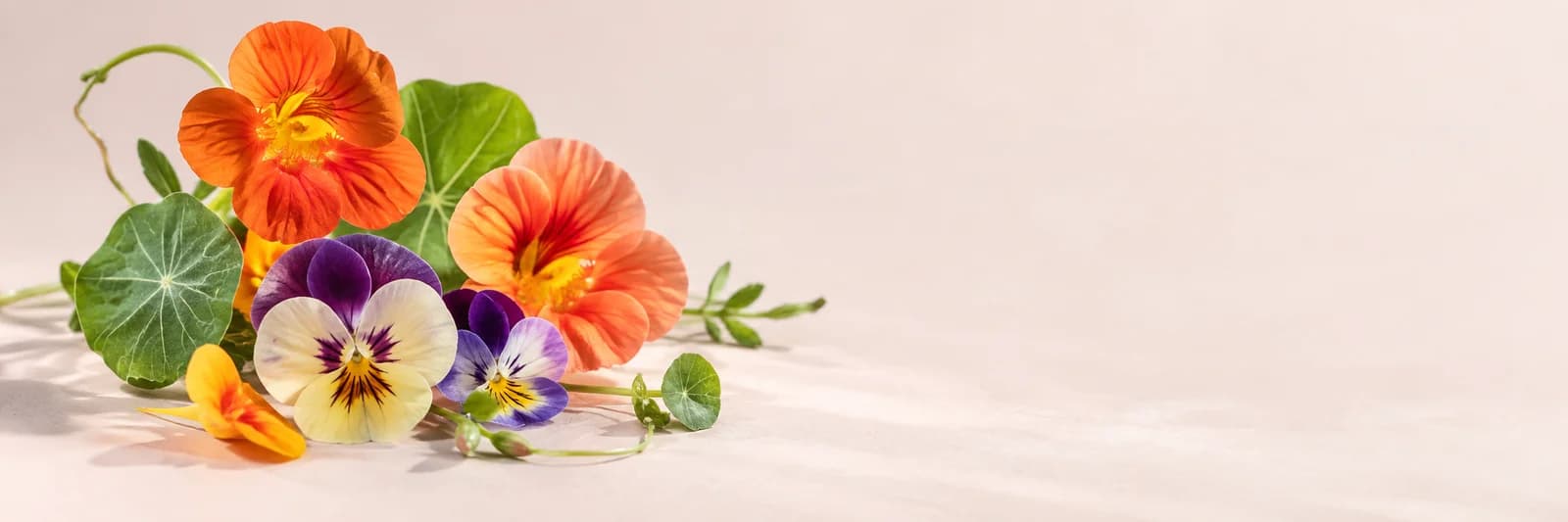 Edible flowers on a soft rose background