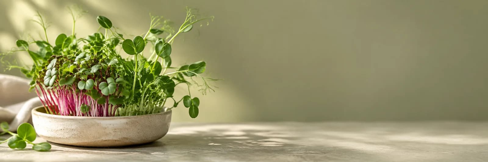 Young microgreens in a ceramic dish